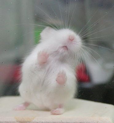Hvordan overbevise foreldrene dine om å få deg en hamster. Forskning hamstere og deres vaner.