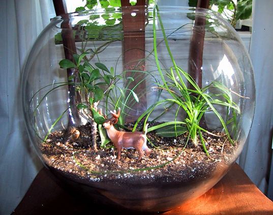 Hvordan lage et terrarium. Bestem deg for hvilke planter du skal bruke.