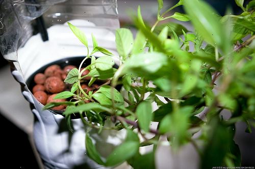 Hvordan å mate plantene i en hydroponics system ved hjelp av MaxSea. Få en ph tester og TDS (totalt oppløste faste stoffer) eller EC (elektrisk ledningsevne) meter, hvis du er seriøs om å vokse en hydroponic hage.