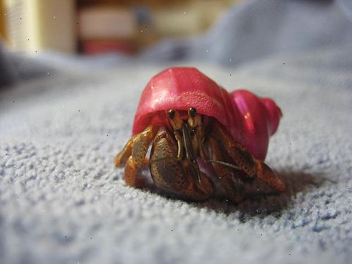 Slik spiller du med din eremitt krabbe. Lag en lekeplass for krabber slik at de kan spille.