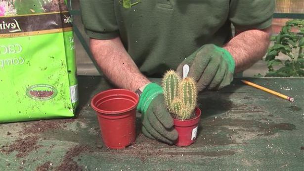 Hvordan å vokse en kaktus. Kontroller at pod er klar for høsting.