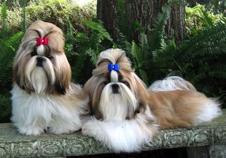 Hvordan ta vare på en shih tzu. Den første utgaven med shih tzu sin er grooming.