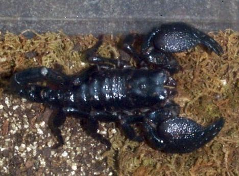 Hvordan ta vare på keiser skorpioner. Håndter skorpion med stor forsiktighet, om i det hele tatt.