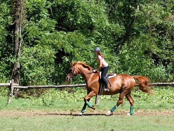 Hvordan legge mens trav på en hest. Plukk opp en fremskutt trav.